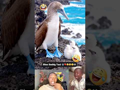 Time For Transfer #trending #funny #shorts #comedy #subscribe #foryou