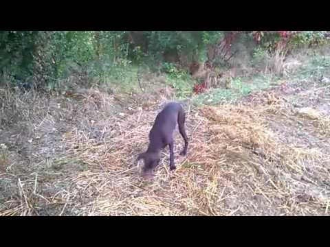 Rad u polju - Kerusa Loli