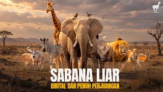 Download lagu Sabana dan Kehidupan Brutal Penuh Perjuangan #temantidur mp3