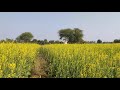 Free Video For Short Film Mustard Field Sarso Ke Khet Shot At Redmi 7 Pro Shorts