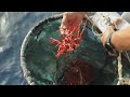 Corail rouge en Sardaigne : une pêche dangereuse mais lucrative • FRANCE 24