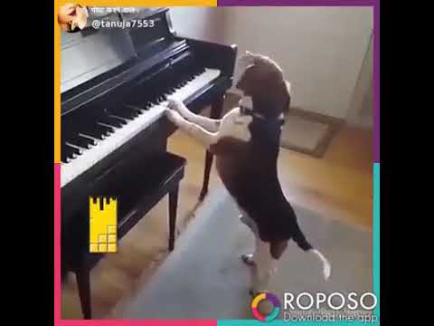 2019 Valentine song with  dogi