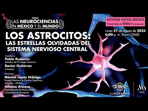 Los astrocitos: las estrellas olvidadas del sistema nervioso central