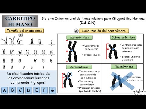 Human Karyotype (3): Classification of chromosomes