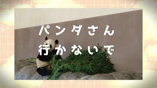 南紀白浜アドベンチャーワールドのパンダ　結浜　2025.3月