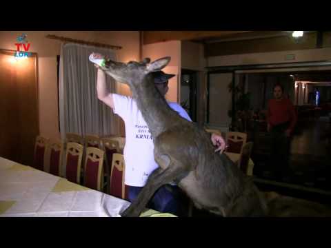 Macola i krmci 2014.