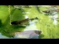 Big Fish For Breeding Farm Hatchery In Water Tank West Bengal