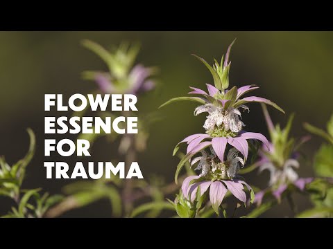 LOTUSWEI FLOWER ESSENCES | SPOTTED BEE BALM FLOWER | Be still