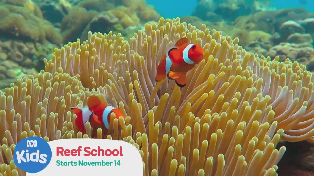 Reef School