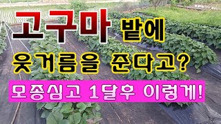 [텃밭농부. 1,112]  고구마 밭에 웃거름을 준다고?  심고 한달 후 이렇게! #고구마재배