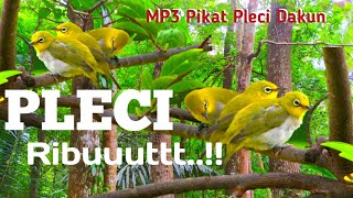 Download lagu MP3 Pikat Pleci Dakun paling uh jernih ribut cocok... mp3