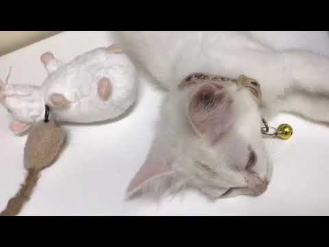 Snow❄️flake mint : Q&A with my kitten 🐱