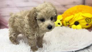 トイプードルの動画01