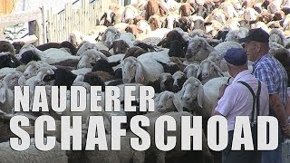 preview picture of video 'Schafschoad Nauders 2013'