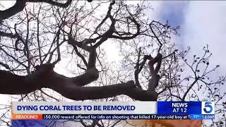 Iconic trees in Santa Monica set to be removed