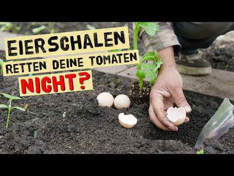 Helfen Eierschalen gegen die Blütenendfäule bei Tomaten und wie setzt man sie im Garten ein?
