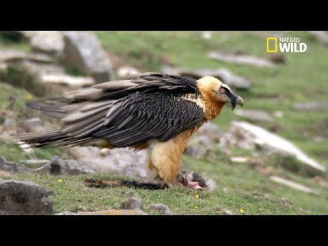 La réintroduction du gypaète barbu dans les Grands Causses