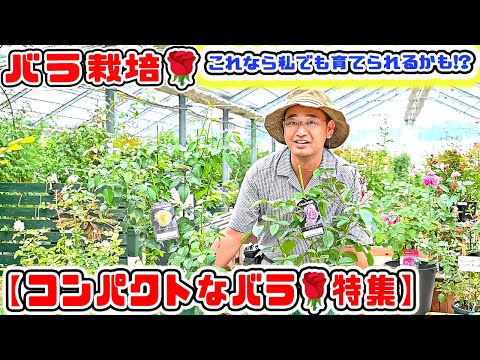 小低木バラ 'ハイデトラウム' 植物