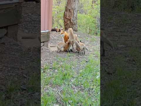 Fox Cubs Jumping on Their Mother