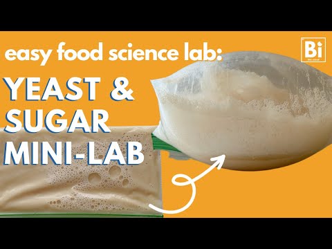 20-Minute Mini Lab: Explore Yeast, Bread and Fermentation [quick and easy science labs]