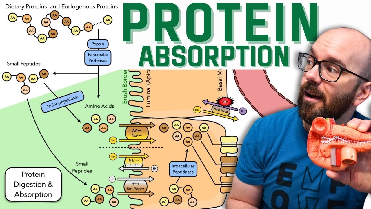 Protein Digestion & Absorption