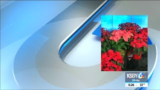 Annual Cal Poly Plant Shop poinsettia sale about to begin