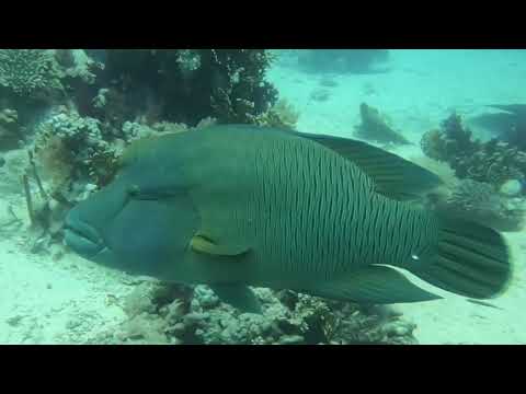 Sharm 2021 best dives by ricardin