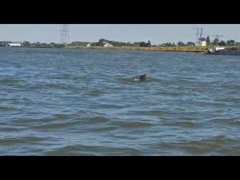Zeehond in Lek bij Nieuw-Lekkerland