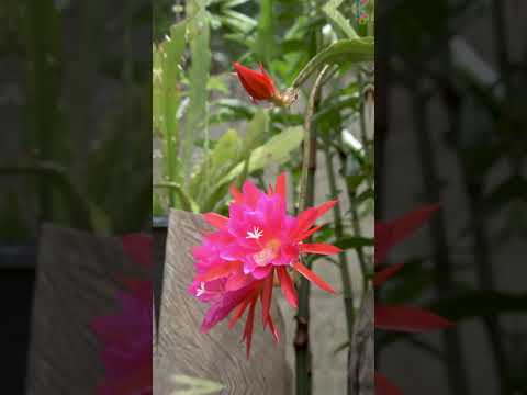 Shade Tolerant Succulents To Grow Where Nothing Grows #shorts #succulents #houseplants