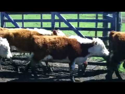 Lote 36 Terneros 31 HE Y 5 HE CON RA 138kg -  en RUTA 2 KM 136 3KM AL ESTE