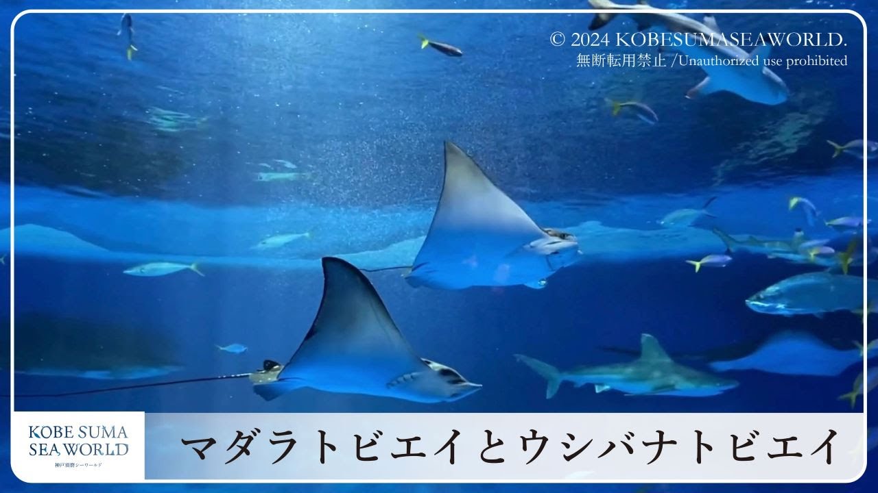 神戸須磨シーワールド