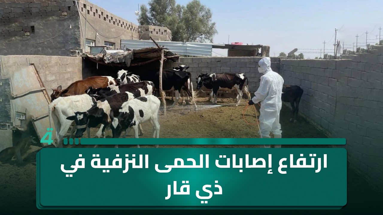 فيديو | ارتفاع إصابات الحمى النزفية في ذي قار يدفع لتحرك حكومي عاجل