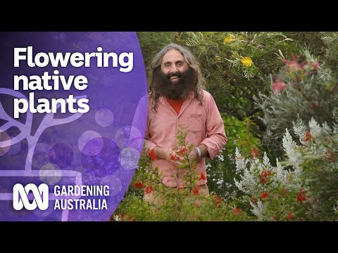 The best flowering native plants to grow in Spring | Australian native plants | Gardening Australia