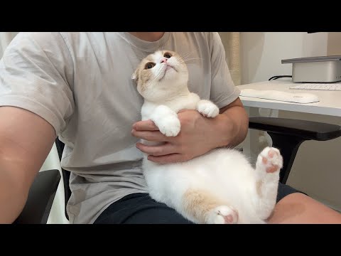 もちまる 猫」のYahoo!リアルタイム検索 - X（旧Twitter）を