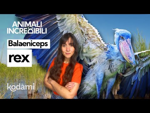 Balaeniceps rex, the shoebill bird that poops on its legs