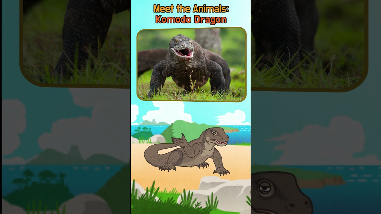 Meet the Komodo Dragon 🐉 | The Biggest Lizard in the World! | #shorts | Little Fox