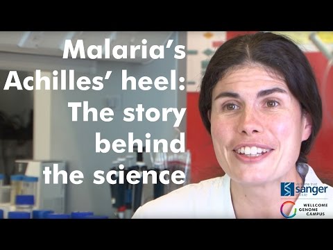 Story behind the science: Malaria's Achilles' heel - Sanger Institute