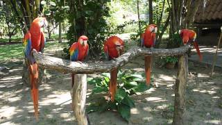 preview picture of video 'Santuario lapas El Manantial/Macaw Sanctuary El Manantial'