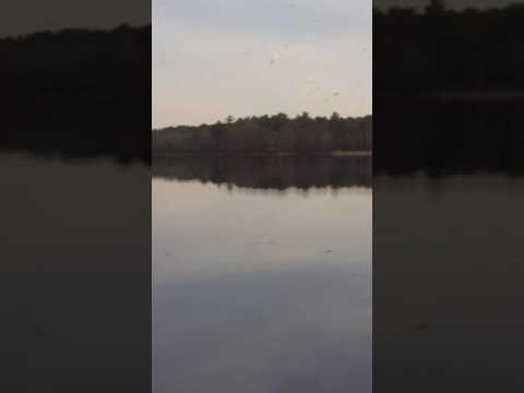 Midge flys everywhere !