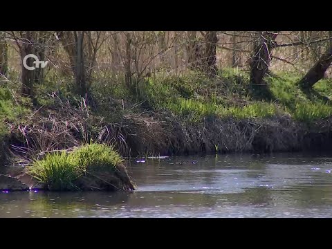 Urlaub dahoam: Vilsauen in Vilseck