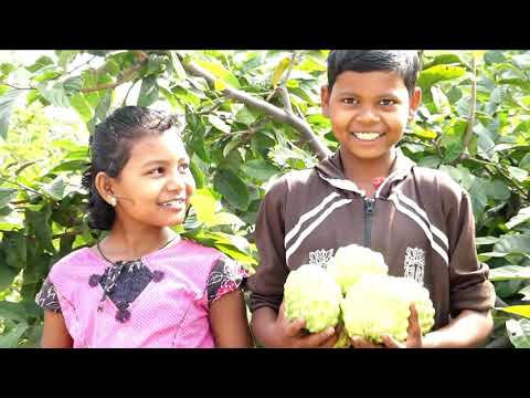 Custard apple variety Arka shan  success story