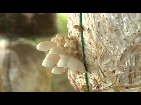 CULTIVO DE ORELLANAS  CASARELLANAS    MACANAL   BOYACA