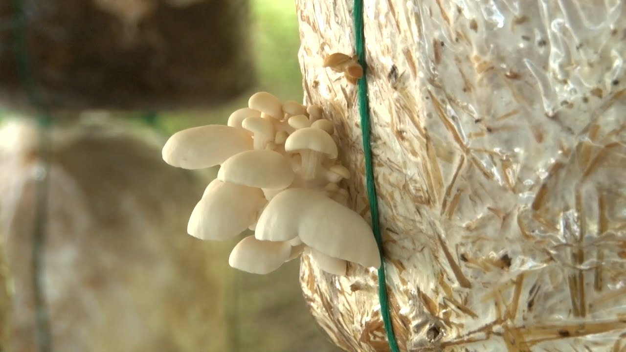 CULTIVO DE ORELLANAS  CASARELLANAS    MACANAL   BOYACA