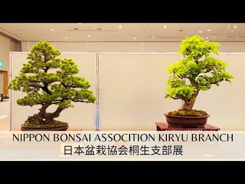 My Former Bonsai Club's Exhibition 日本盆栽協会桐生支部盆栽展2023/5