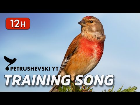 Common Linnet 12h Singing - The Best Training Song (Carduelis cannabina)
