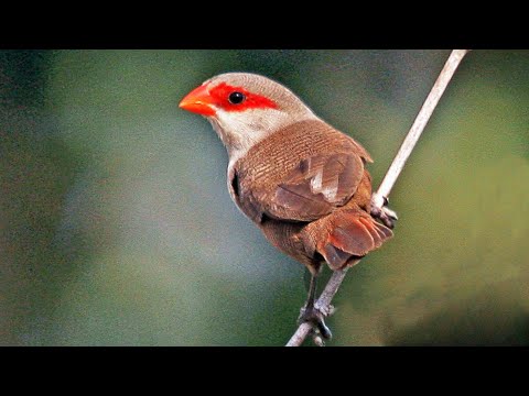 Astrild obyčajný — spev a volanie (Common Waxbill Call)