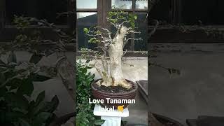 Download lagu SERUT mp3 Download lagu SERUT mp3