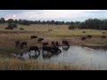 Massive Croc VS 1 Ton Buffalo EPIC FOOTAGE