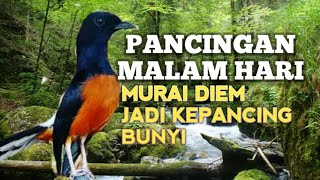 Download lagu SUARA PANCINGAN MURAI BATU biar Emosi jadi NYAUT BUNYI GACOR BONGKAR ISIAN | TERAPI MURAI BATU  mp3 Download lagu SUARA PANCINGAN MURAI BATU biar Emosi jadi NYAUT BUNYI GACOR BONGKAR ISIAN | TERAPI MURAI BATU  mp3