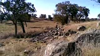 Footprints In The Foodplants. "Warbles In The Wilderness Series #21 (From Bush Poems).